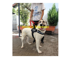 In regalo CAGNOLINA METICCIA