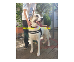 In regalo CAGNOLINA METICCIA