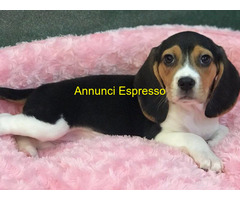 Beagle tricolore cuccioli