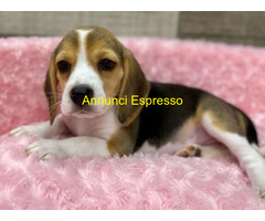 Beagle tricolore cuccioli