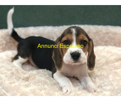 Beagle tricolore cuccioli