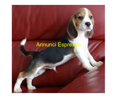Beagle tricolore cuccioli