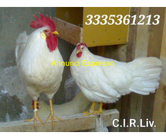 Galline livornesi in purezza
