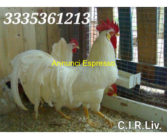 Galline livornesi in purezza