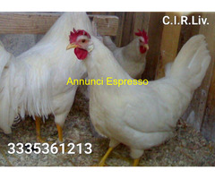 Galline livornesi in purezza