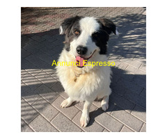 In regalo CANE METICCIO