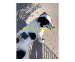 In regalo CANE METICCIO