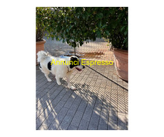 In regalo CANE METICCIO