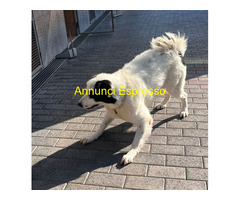 In regalo CANE METICCIO