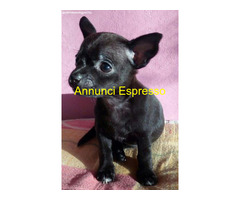 Chihuahua toy maschietti