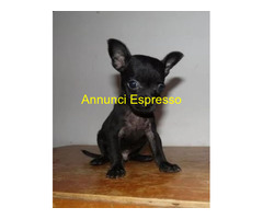 Chihuahua toy maschietti