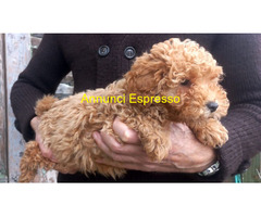 Barboncini nani e toy