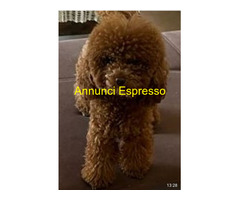 Barboncini nani e toy