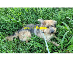 In regalo CANE METICCIO