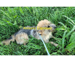 In regalo CANE METICCIO