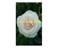 Massaggi Rituali Tantra Veri