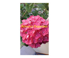 Massaggi Rituali Tantra