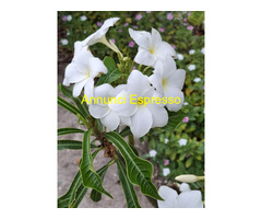 Massaggi Rituali Tantra e molto