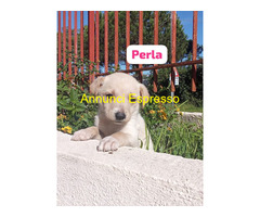 In regalo cuccioli di 2 mesi