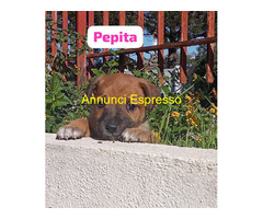 In regalo cuccioli di 2 mesi