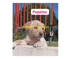 In regalo cuccioli di 2 mesi