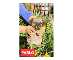 In regalo cuccioli di 2 mesi