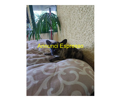 Bouledogue francese maschietto