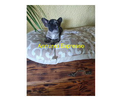 Bouledogue francese maschietto