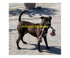 In regalo CANE METICCIO