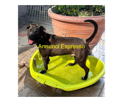 In regalo CANE METICCIO