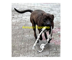 In regalo CANE METICCIO