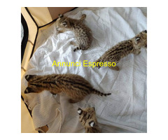 Gattino serval disponibile