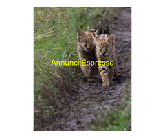 Gattino serval disponibile