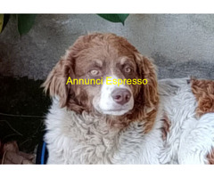 In regalo REBEL meticcio taglia media