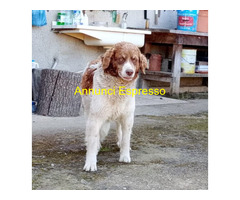 In regalo REBEL meticcio taglia media