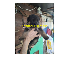 Cuccioli pastore tedesco