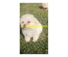 Maltipoo nano e toy