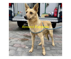 In regalo CANE METICCIO