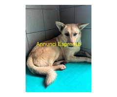 In regalo CANE METICCIO