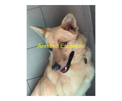 In regalo CANE METICCIO