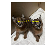 Gattini di caracal disponibili