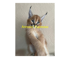 Gattini di caracal disponibili