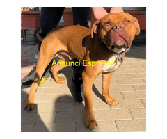 In regalo CANE DOGUE DE BORDEAUX