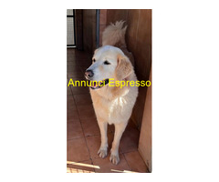 In regalo CANE METICCIO