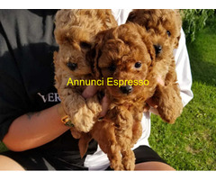 In regalo cuccioli di barboncino