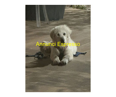 CANE DA MONTAGNA DEI PIRENEI