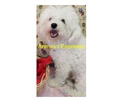 Barboncini nani simil