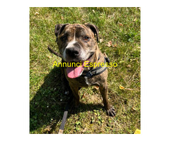 In regalo CANE METICCIO