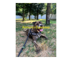 In regalo CANE METICCIO