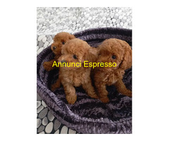 Barboncini taglia piccola